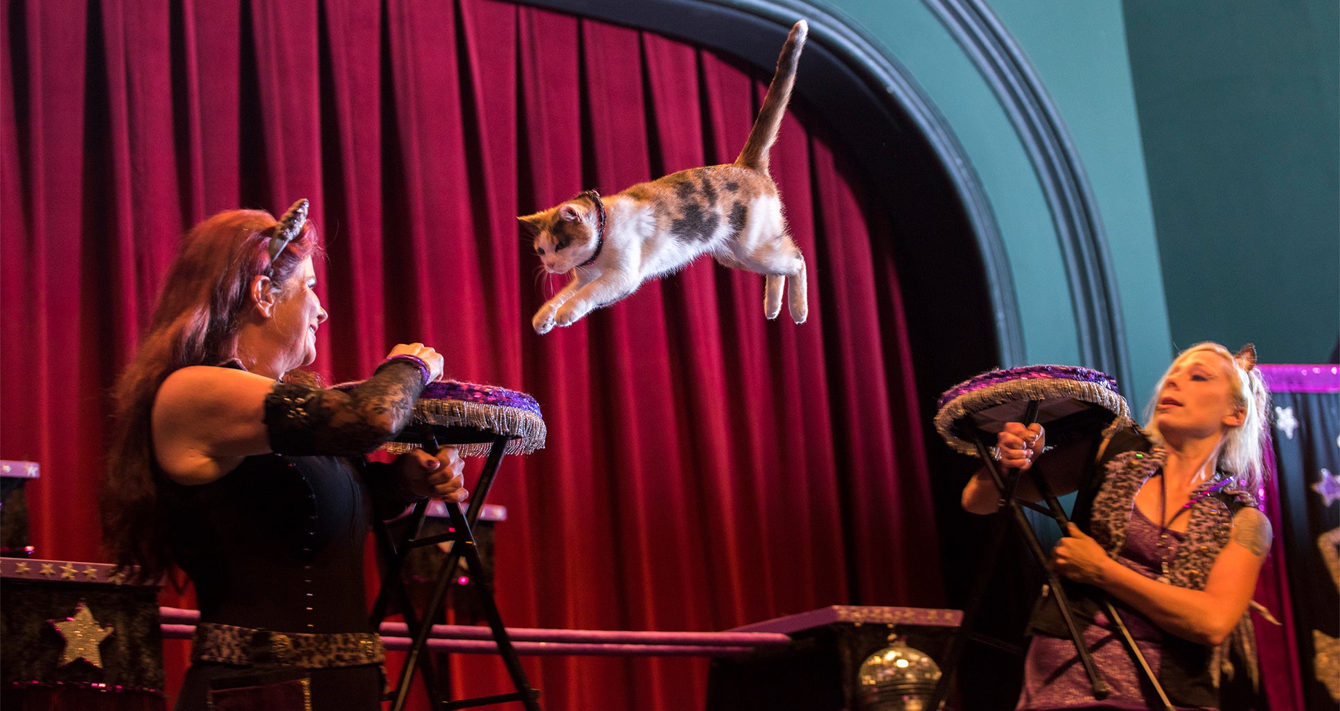 Rock Cats Rescue presents The Amazing AcroCats Dominion Energy